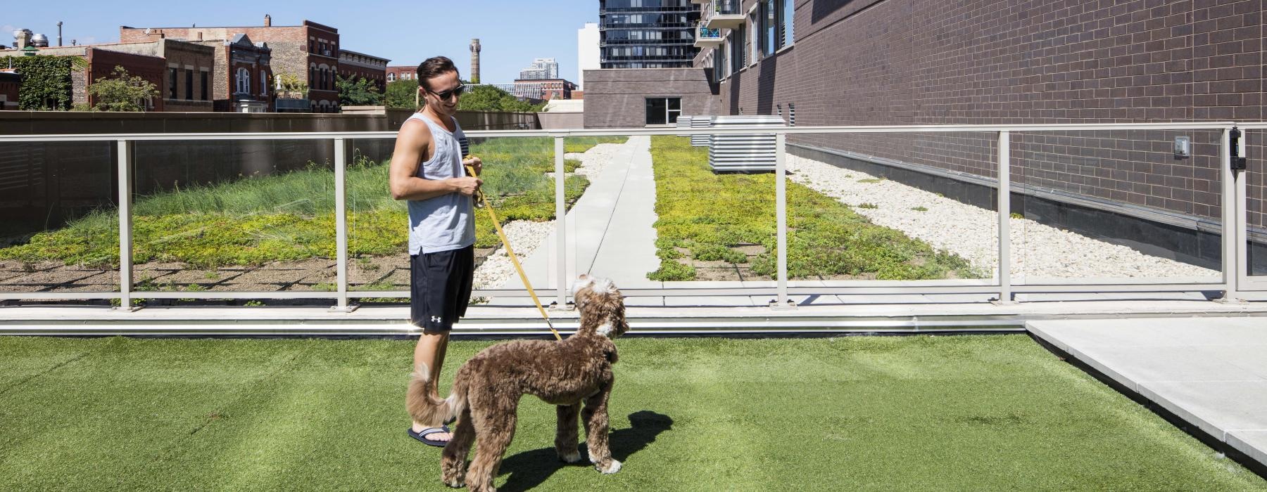 a person walking a dog on a leash